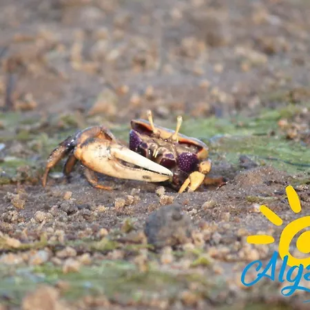 Pegada By Algartur Appartamento Tavira